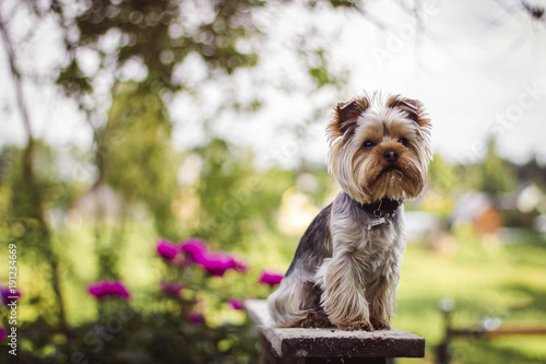 Yorkshire Terrier