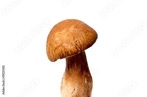Fresh forest mushroom boletus with a thick mushroom leg and wet cap on a white background food background