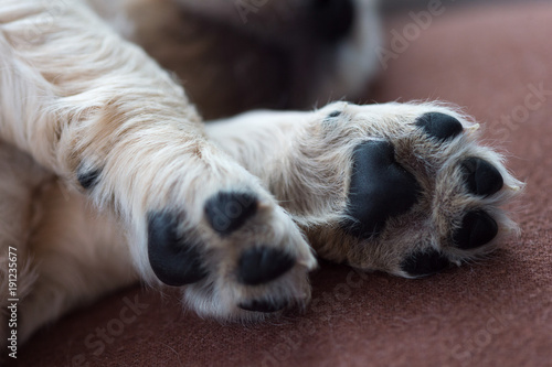 Close up puppy dog paws on a brown cozy blanket. Macro of white dog paws.