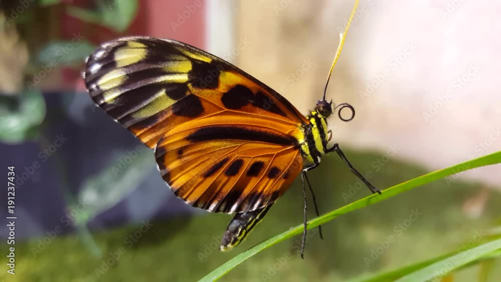 An orange butterfly moving its tongue, lodged in a leaf of green grass, facing right An orange butterfly moving its tongue, lodged in a leaf of green grass, facing right