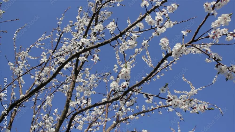 blooms gardens in the spring on the background of the sky blue,blooms apricot in Turkey blooms gardens in the spring on the background of the sky blue,blooms apricot in Turkey