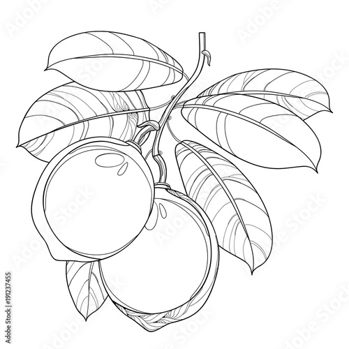 Vector branch with outline Lime fruit and ornate leaves in black isolated on white background. Citrus tropical plant Lime in contour style for exotic summer design and coloring book.