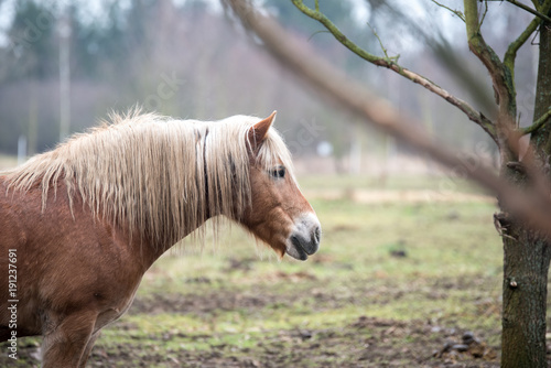 Brown horse on the pasture.