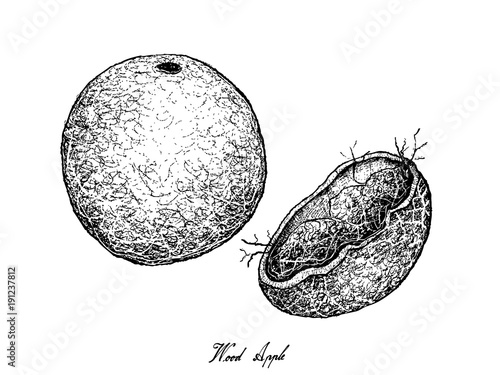 Hand Drawn of Wood Apple on White Background
