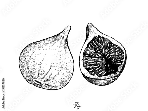 Hand Drawn of Fresh Figs in White Background