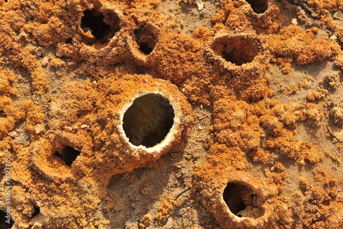 Fotografi The astounding fumaroles of the volcano Dallol (Ethiopia)