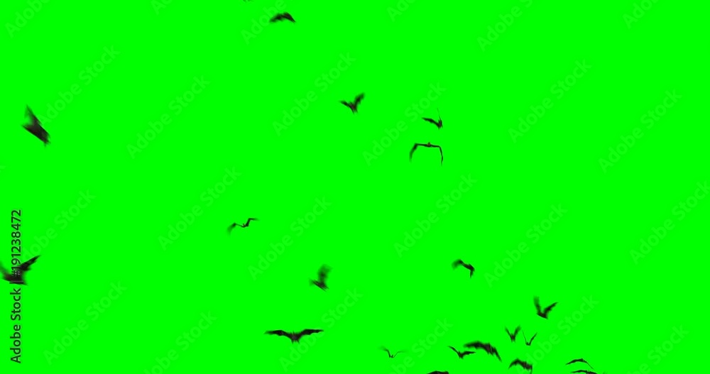 Colony of bats flying across the frame, on a green background