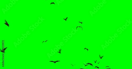 Colony of bats flying across the frame, on a green background photo