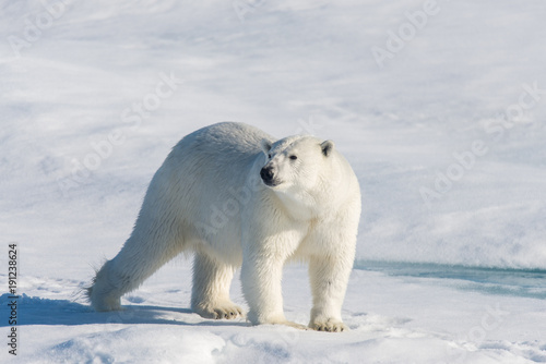 Polar bear on the pack ice