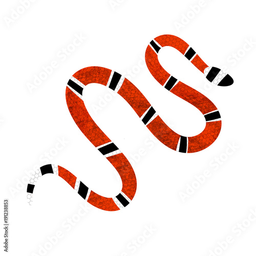 Lampropeltis triangulum vector.Red snake Reptile on white background. photo