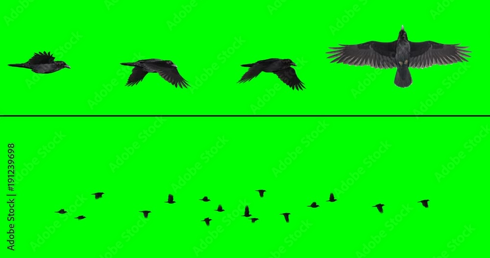 Flock of crows - multiple options at different angles, on a green background