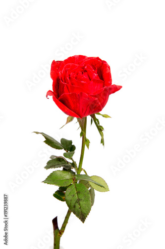 Fototapeta Naklejka Na Ścianę i Meble -  Red rose flower head isolated on white background cutout