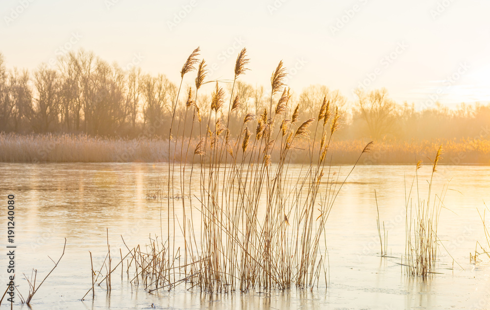 Fototapeta premium Reed in a field along a frozen lake at sunrise in winter 