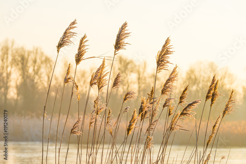 Reed in a field along a frozen lake at sunrise in winter 