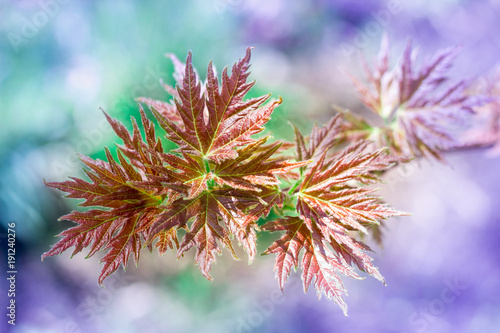 Spring fresh maple leaves close-up on colourful bokeh background