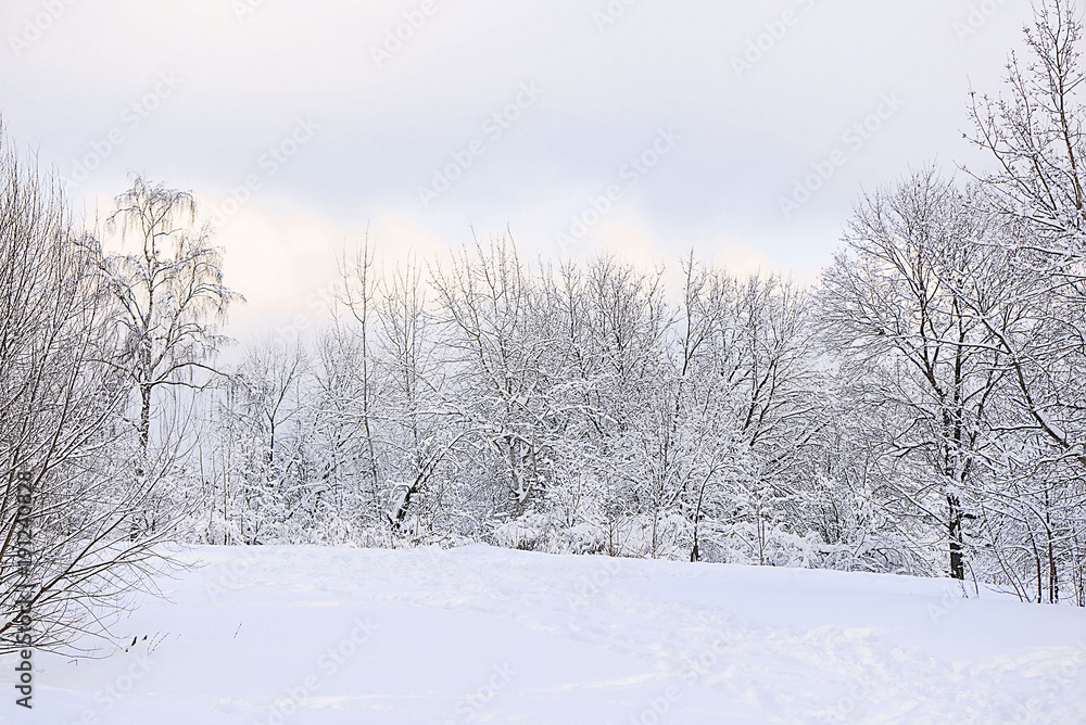 Winter evening in the Moscow forest