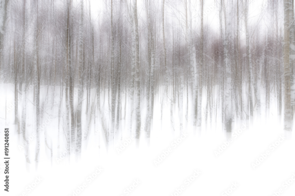 Abstract Silver Birch Trees in winter snow Abstract Silver Birch Trees in winter snow