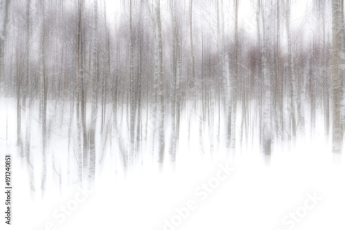 Abstract Silver Birch Trees in winter snow