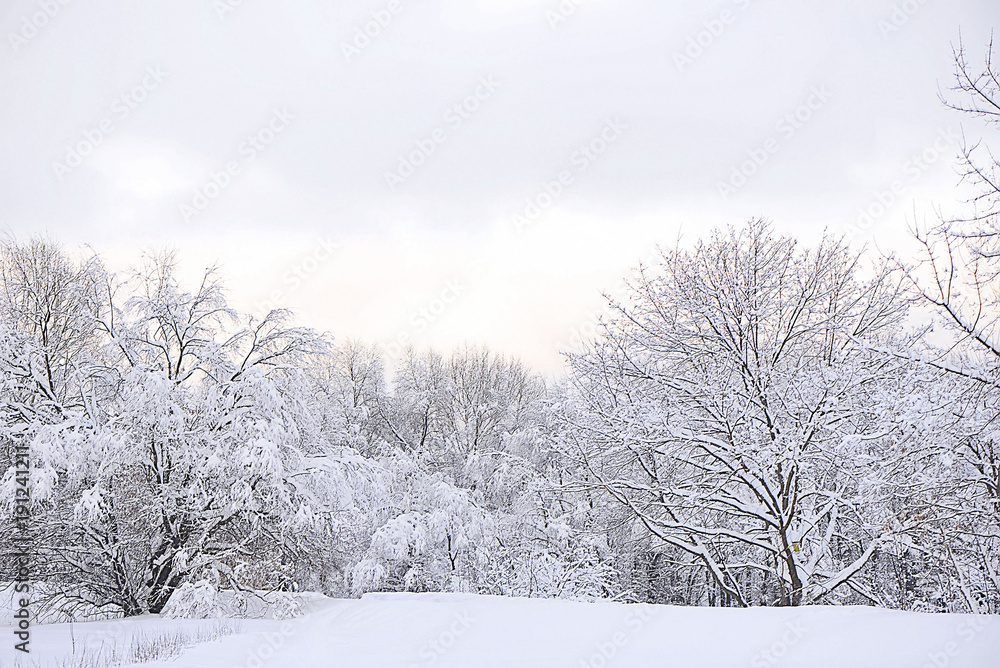 Fototapeta premium Winter evening in the Moscow forest