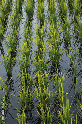 a paddy field
