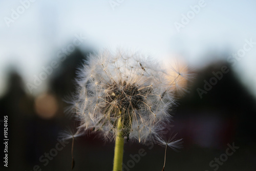 Diente de león