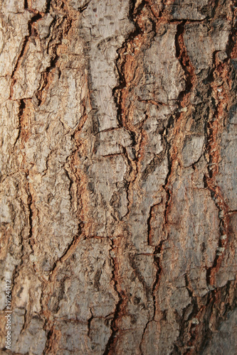 Textura árbol