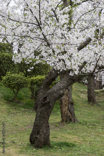cherry blossoms