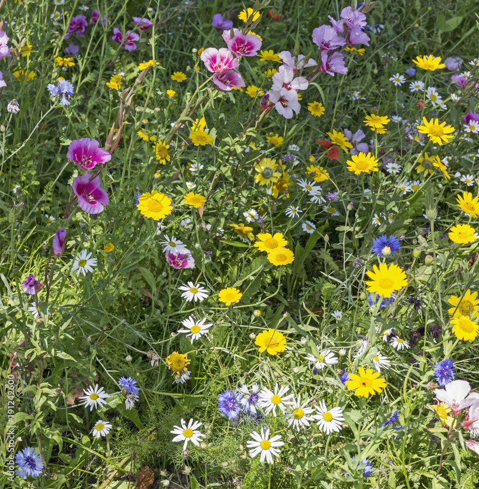 Fototapeta Wybór brytyjskich dzikich kwiatów