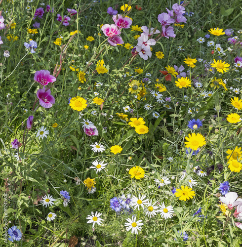 A selection of British wild flowers