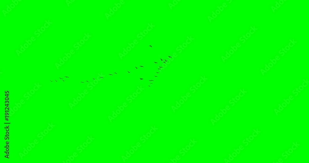Flock of geese flying in v-formation overhead, on green background. Flock of geese flying in v-formation overhead, on green background.