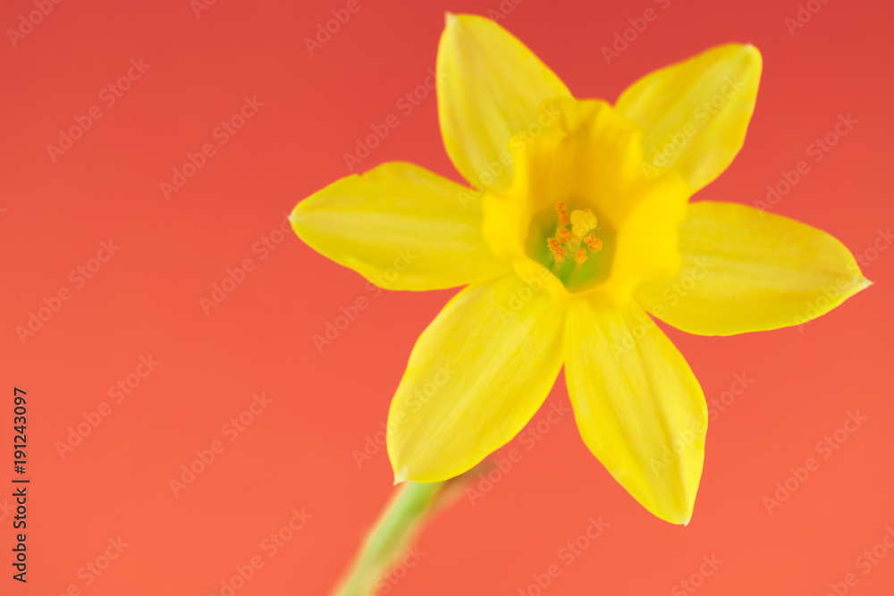 Fototapeta premium Narcyz na czerwonym tle z miejsca na kopię