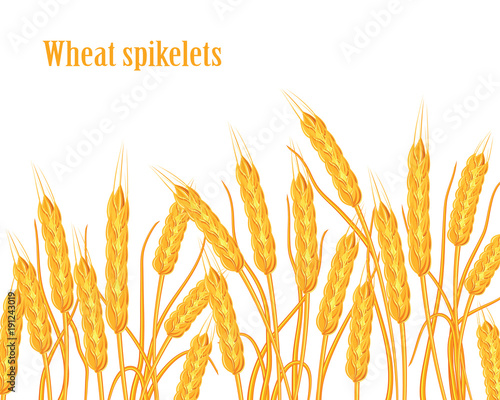 A set of spikelets of golden wheat, rye, barley on a white background of various shapes. Vector.
