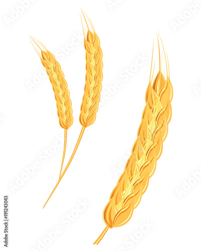 A set of spikelets of golden wheat, rye, barley on a white background of various shapes.