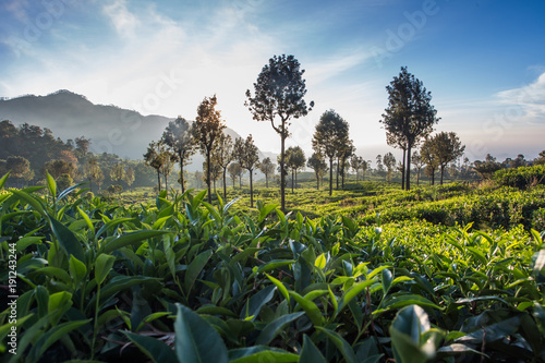 Beautiful green tea plantation in Sri Lanka
