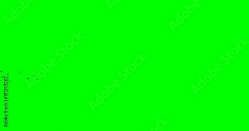 Small flocks of Birds - three options, on a green background