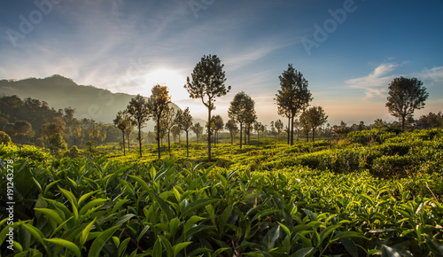 Tableau sur toile Beautiful green tea plantation in Sri Lanka