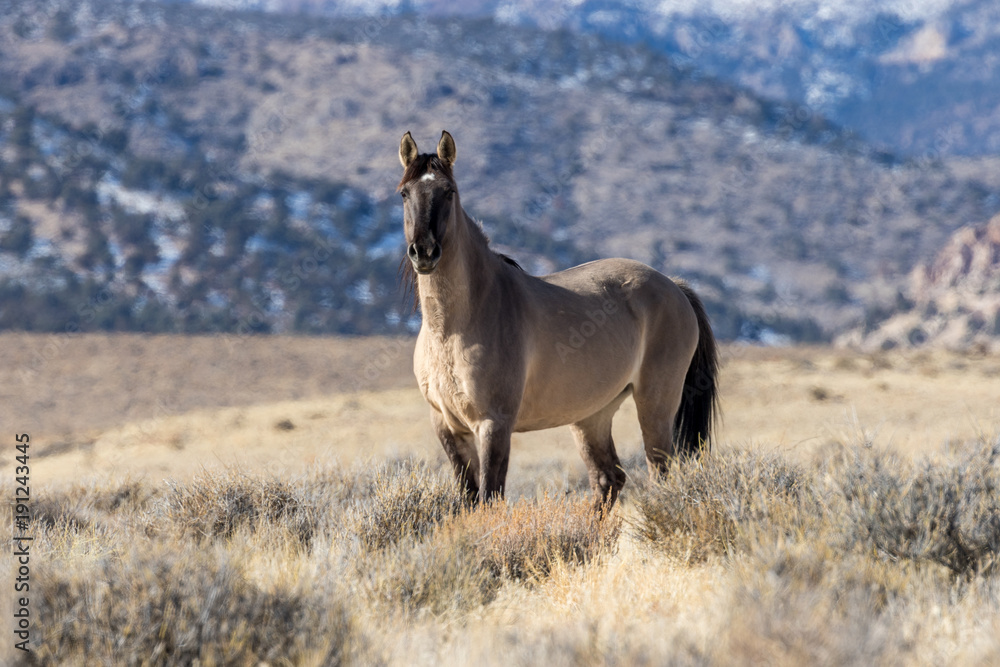 Wild Horse Stallion in the Utah Desert Wild Horse Stallion in the Utah Desert