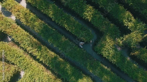 Hedge maze in city park. Labyrinth in the bushes. Beautiful summer in town, green trees. Woman is walking through a maze - 4K Drone Footage