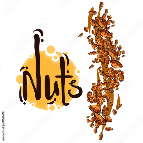Nuts isolated on white background, vector illustration, logotype, emblem, line art