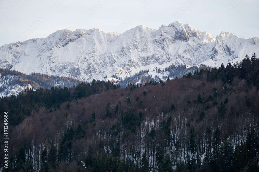 Alpine forest in the foreground with the rugged snow covered peaks of the Wilder Kaiser Alps rising in the background