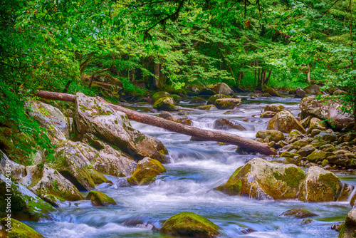 A beautiful stream in the Great Smoky Mountains National Park.