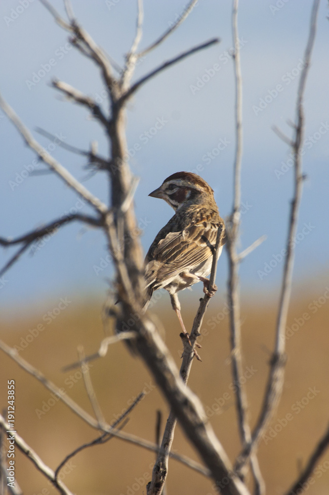 Savannah Sparrow Savannah Sparrow