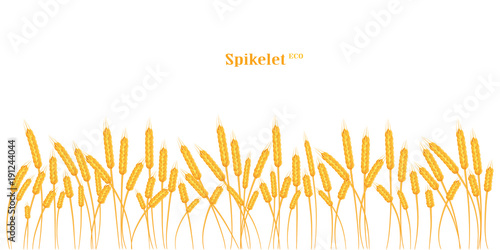 A set of spikelets of golden wheat  rye  barley on a white background of various shapes.