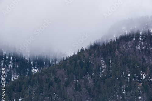 Fog descending upon a fir forest in the mountains of Austria in winter