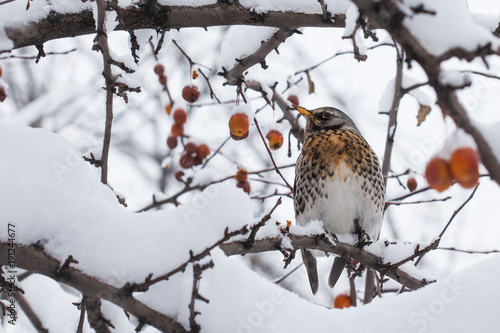 Fieldfare bird snow covered branch, orange berries. Winter tree background