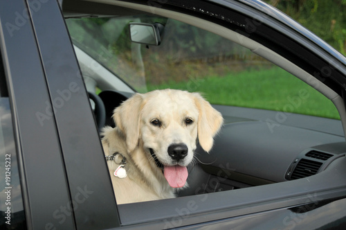 Golden Retriever sitzt auf dem Beifahrersitz © DoraZett