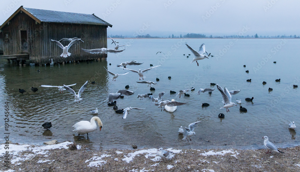 fliegende Möwen am Kochelsee