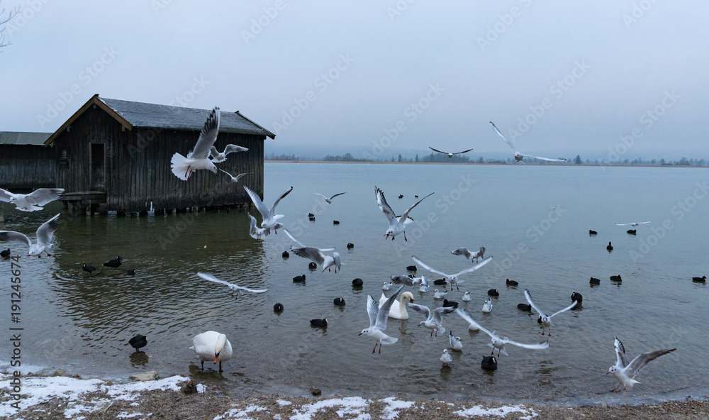 fliegende Möwen am Kochelsee