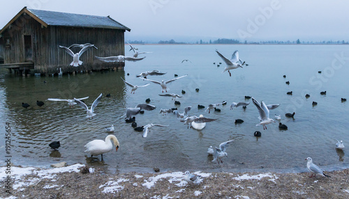 Obraz na płótnie fliegende Möwen am Kochelsee w salonie