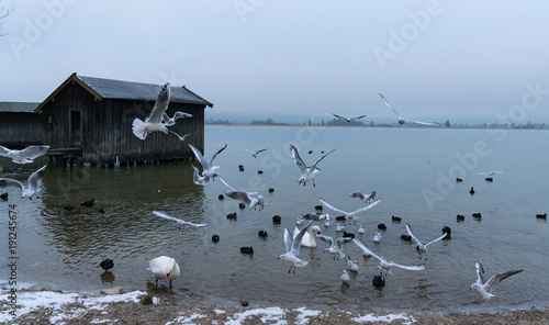 Obraz na płótnie fliegende Möwen am Kochelsee w salonie